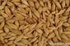 Barley