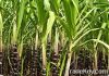 White Refined Cane Sug...