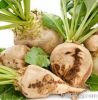 Refined Beet Sugar Icu...