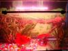 RGB led aquarium light submersible lighting arowana light