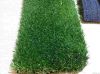 garden lawn