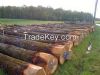 FRESH CUT BIRCH , STRA...