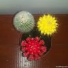 Cactus Miniature Garden