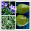 Top Pure Natural Alfal...