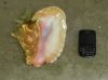 Conch shell