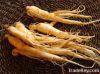 American Ginseng Extract