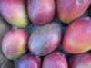 Fresh Mangoes