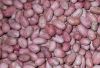 Peanut kernels