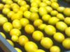 fresh lemon
