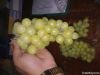 Ruby grapes