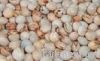 Pigeon Peas