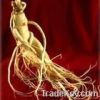 American Ginseng Root ...