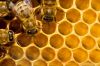 bee honey