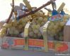 Table grape