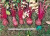 Red Radish Pigment
