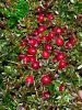 Cranberry Extract/Vacc...
