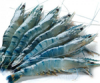 Black Tiger Shrimp Vie...