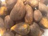 PALM KERNEL NUT