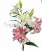 70cm Hot sell display ...