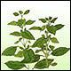 Basil (Sweet) (Ocimum ...