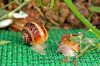 Fresh Helix Aspersa Mu...