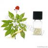 Ginseng P.E.