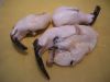 Frozen Conch Meat | Fr...