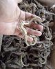 DRIED SEA HORSE 