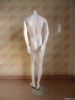 Male Full-body Mannequin