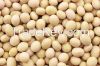 Soybean