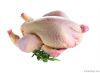 Export Chicken Meat | ...