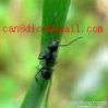 Ant extract