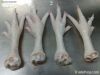  Export Chicken Paw | ...