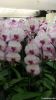 Orchid pland /phalaenopsis