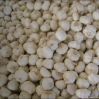cold storage garlic fo...