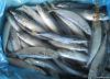 Pacific Mackerel