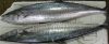 Spanish Mackerel