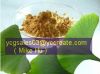 Ginkgo Biloba Extract (GBE)