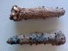 Green fish dried sea c...