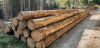 SPRUCE LOGS