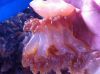 Red jelly fish