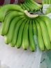 Banana, Cavendish Bananas, Fresh Green Cavendish Bananas