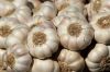 Garlic Fresh And Dried Garlic / Red Garlic Cheap Premium Quality 100%