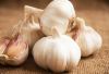 Garlic Fresh And Dried Garlic / Red Garlic Cheap Premium Quality 100%