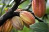 Cocoa Beans Cacao Beans