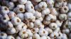 Garlic Fresh And Dried Garlic / Red Garlic Cheap Premium Quality 100%