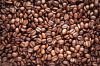 Coffee Beans, Fresh And Dried Coffee Seeds Arabica Robusta Beans