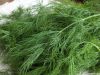 Fresh Dill