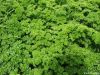 Parsley