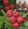 Hawthorn Berry Extract